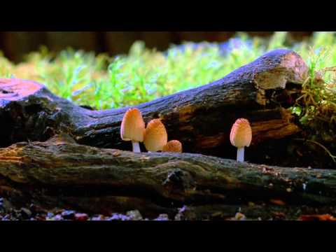 Fantastic Fungi:  The Forbidden Fruit