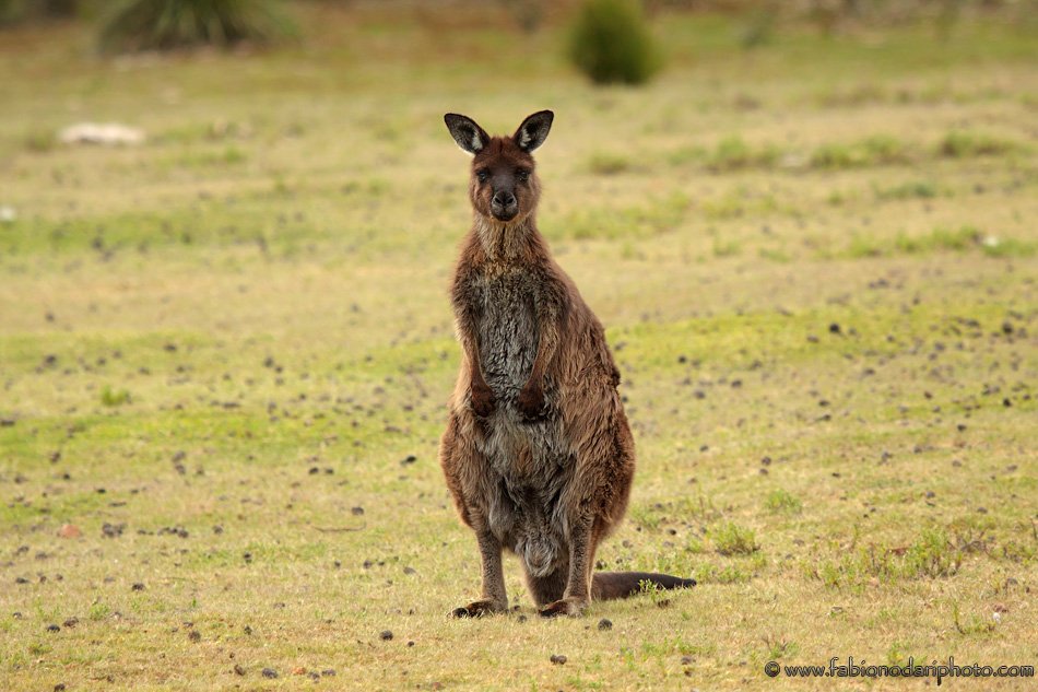 wallaby-kangaroo-island