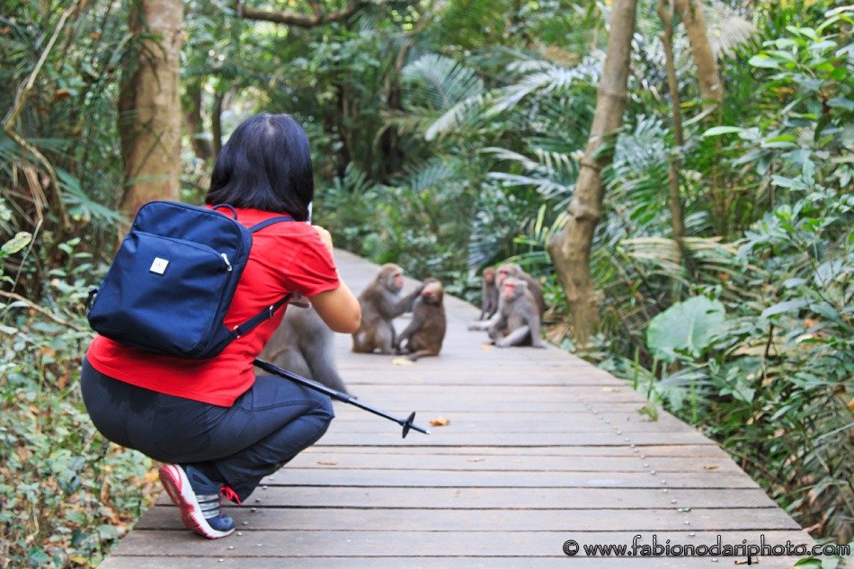 macaques taiwan