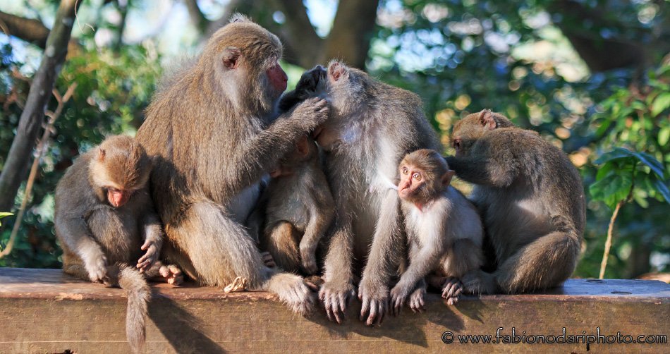 where to see the taiwanese macaque