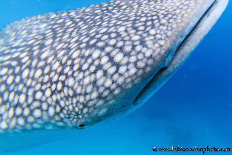 snorkeling with the whale sharks
