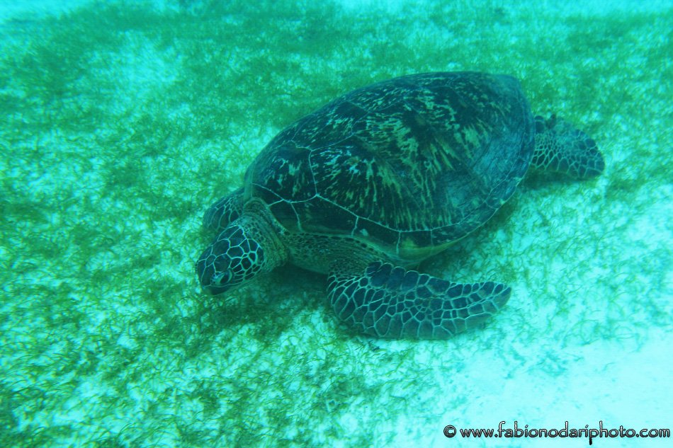 where to see the sea turtles in the philippines