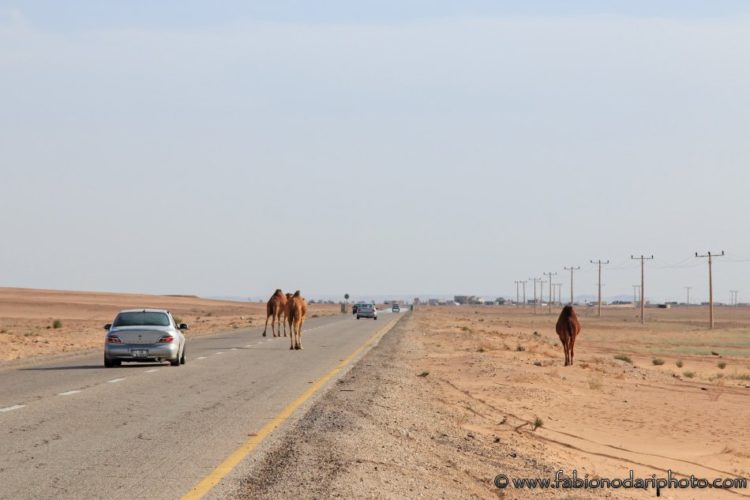 cammelli nel deserto in giordania