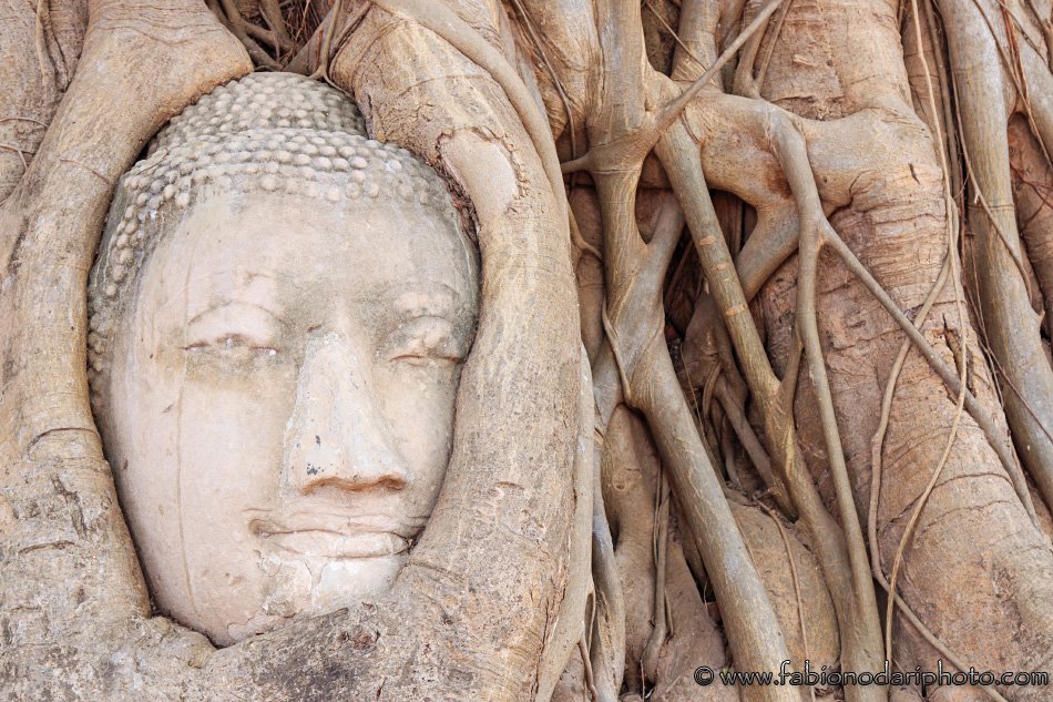 testa di buddha ad ayutthaya