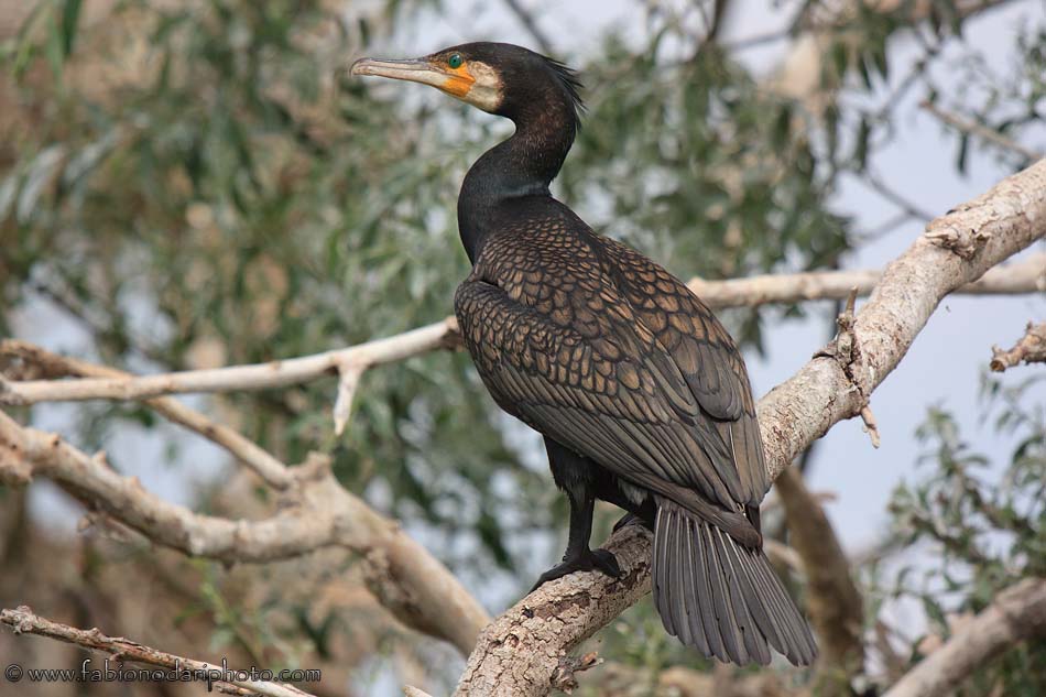black cormorant ono a tree of lake kerkini in greece
