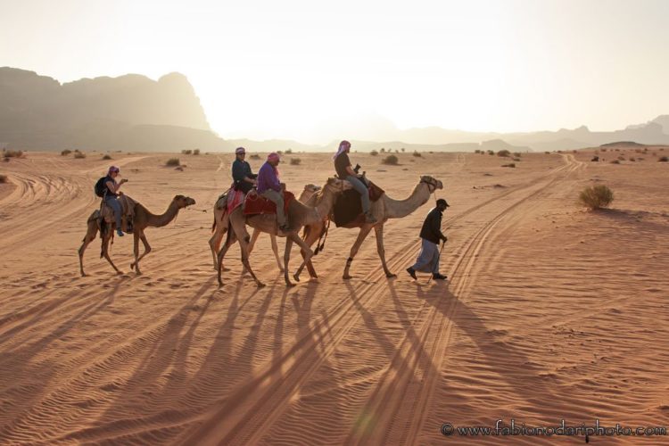 cammelli nel wadi rum in giordania