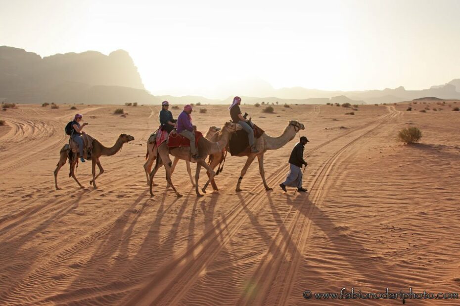camels in the wadi rum in jordan