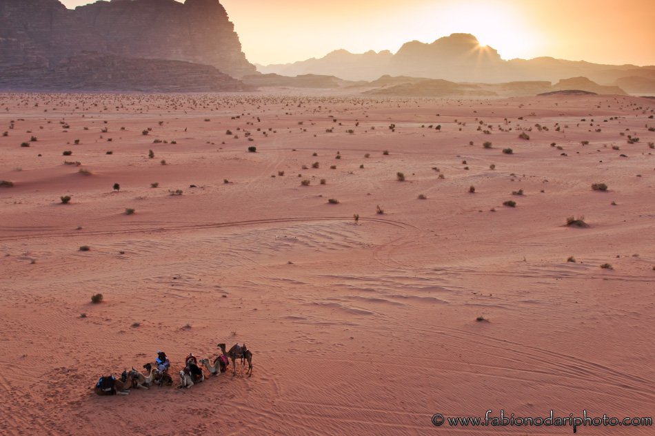 camels in the wadi rum in jordan at sunset