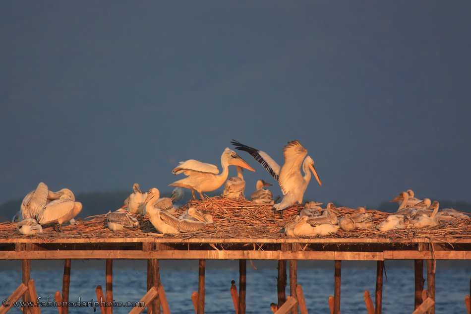 dalmatian pelicans on lake kerkini in greece