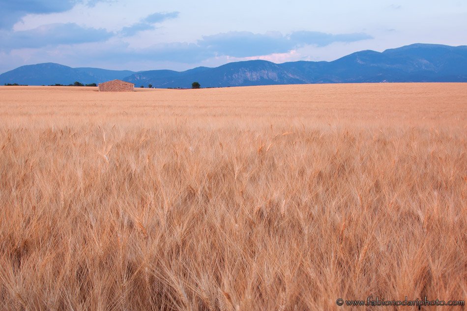 field in provence