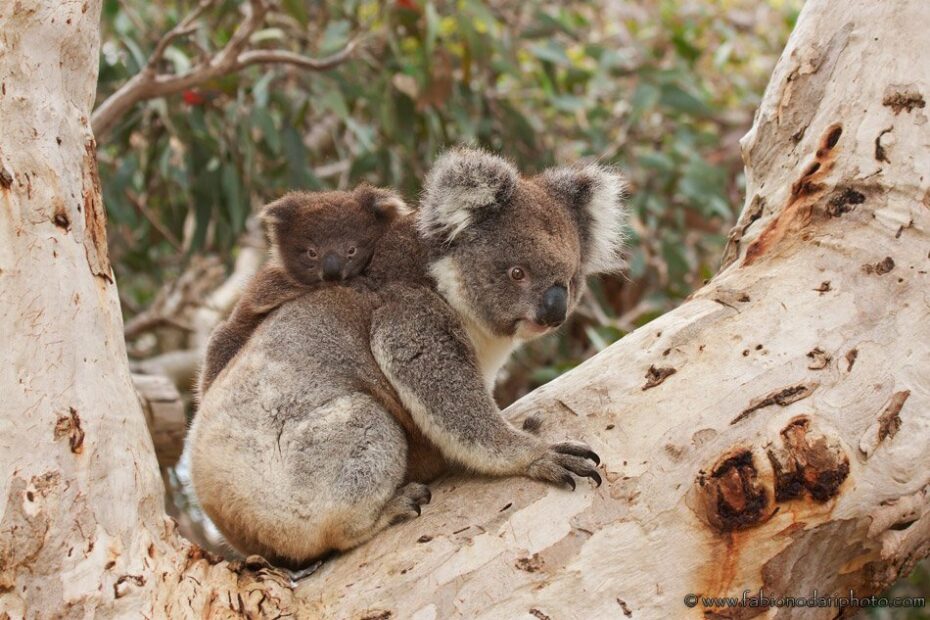 koala bear on eucalyptus tree in kangaroo island