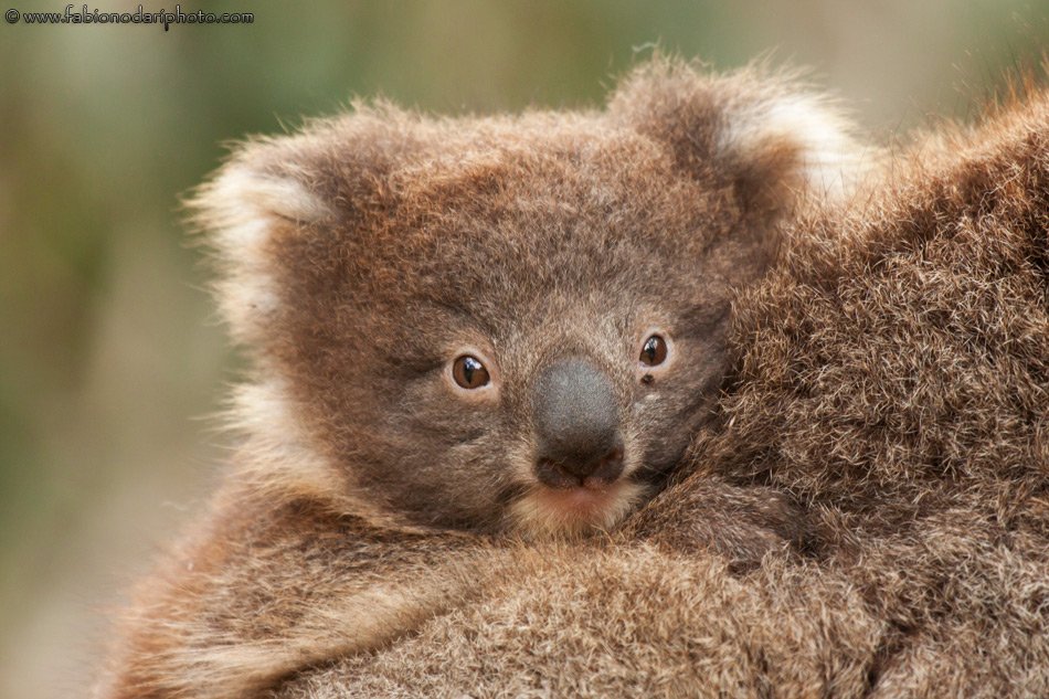 koala bear of kangaroo island in australia
