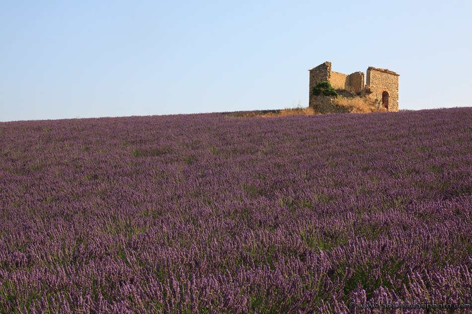 lavender field in valensole
