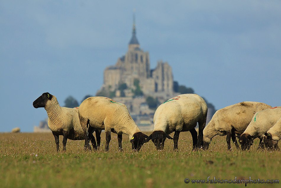 mont saint-michel and sheep