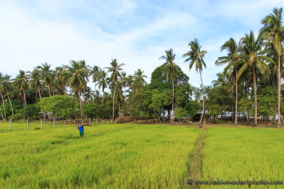 rice padding in nacpan in the philippines