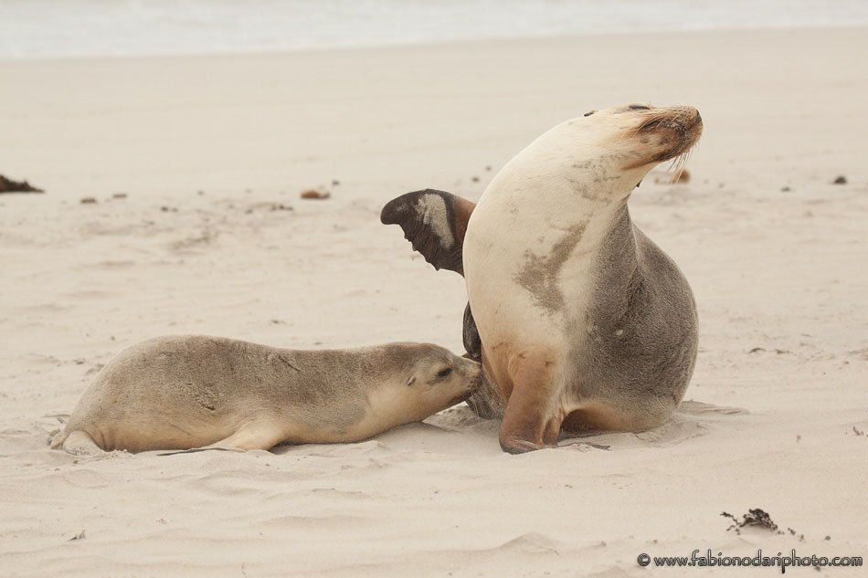 sea lions of kangaroo island