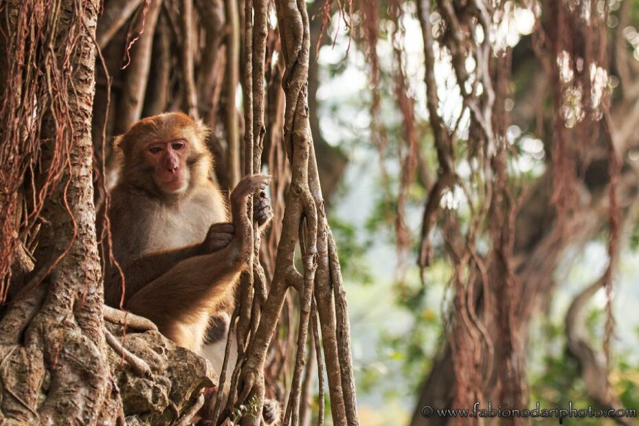 taiwanese macaque
