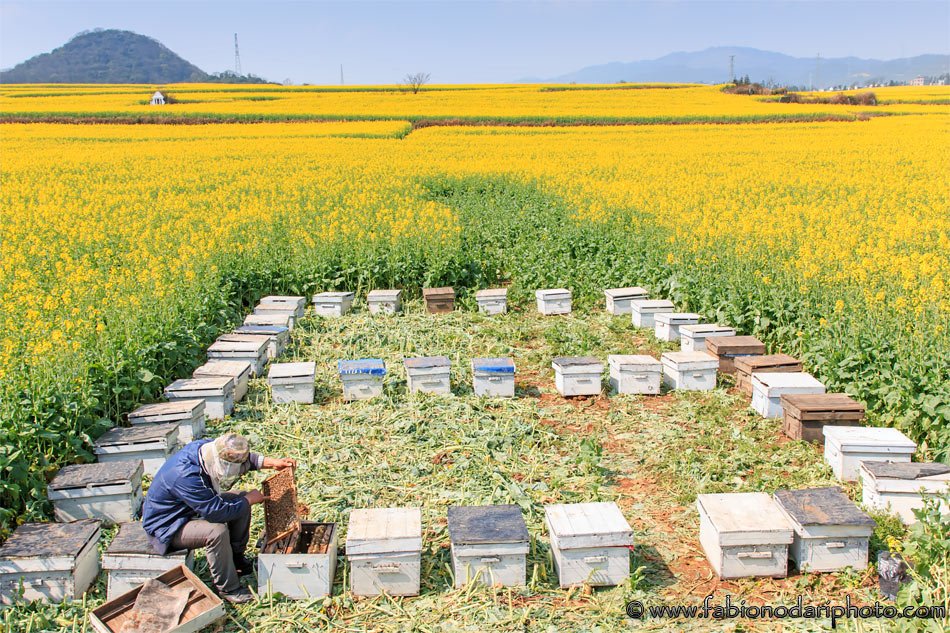 beekeeper in luoping