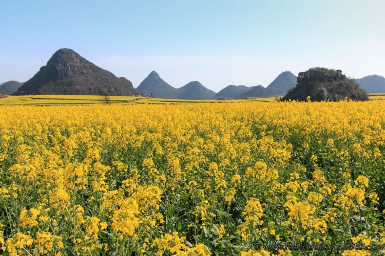 luoping canola flowers
