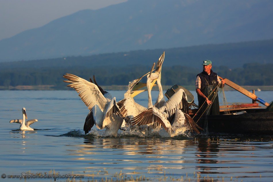 kerkini pelicans greece