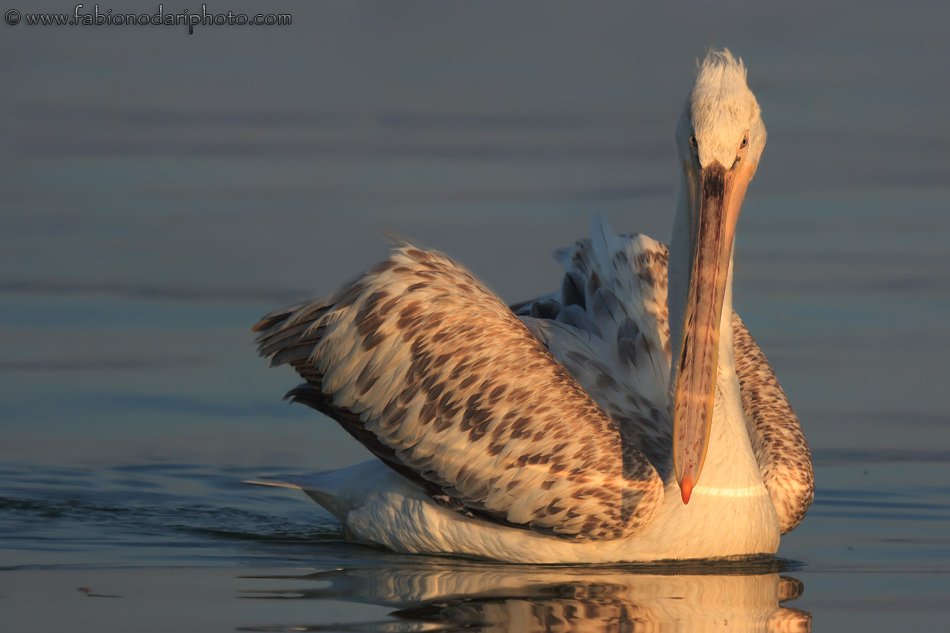 dalmatian pelican in greece