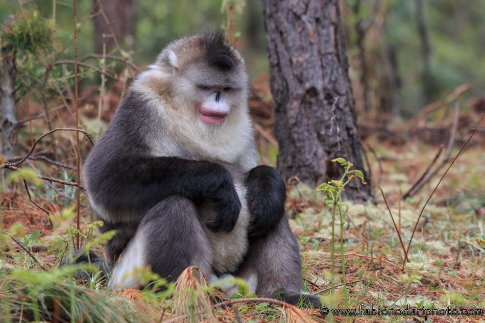 male yunnan black snub nosed monkey