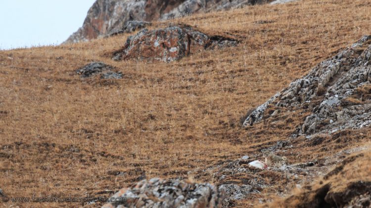 leopardo delle nevi dove fotografarlo
