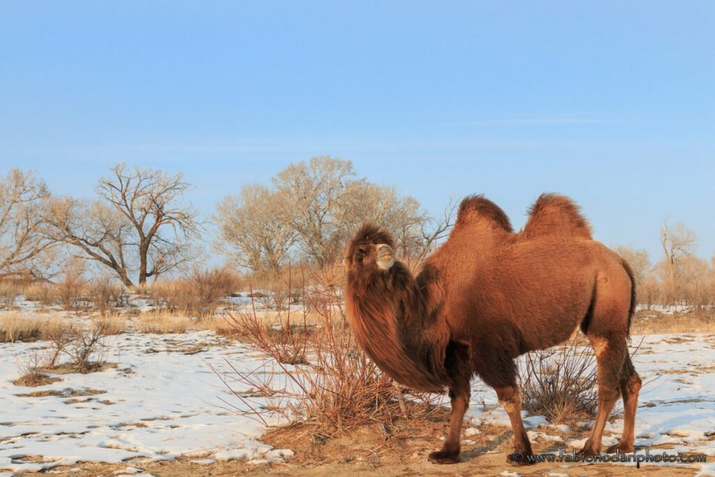 bactrian camel xinjiang china