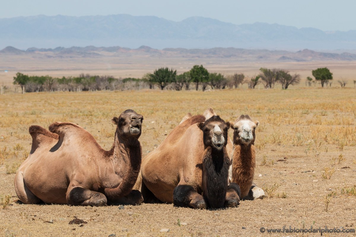 camels kazakhstan