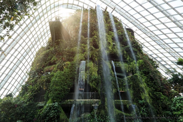 cloud forest dome