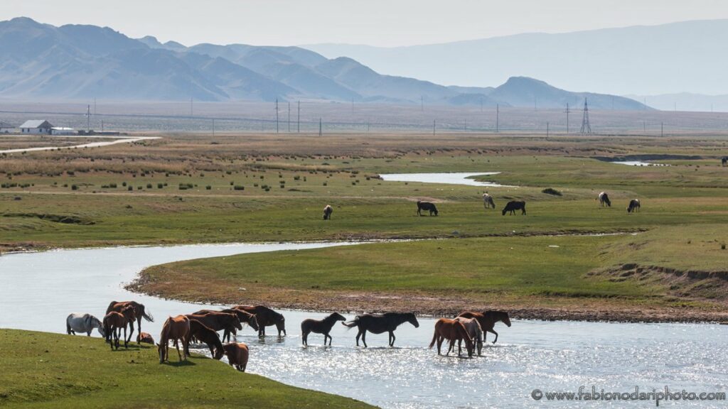 horses in kazakshtan