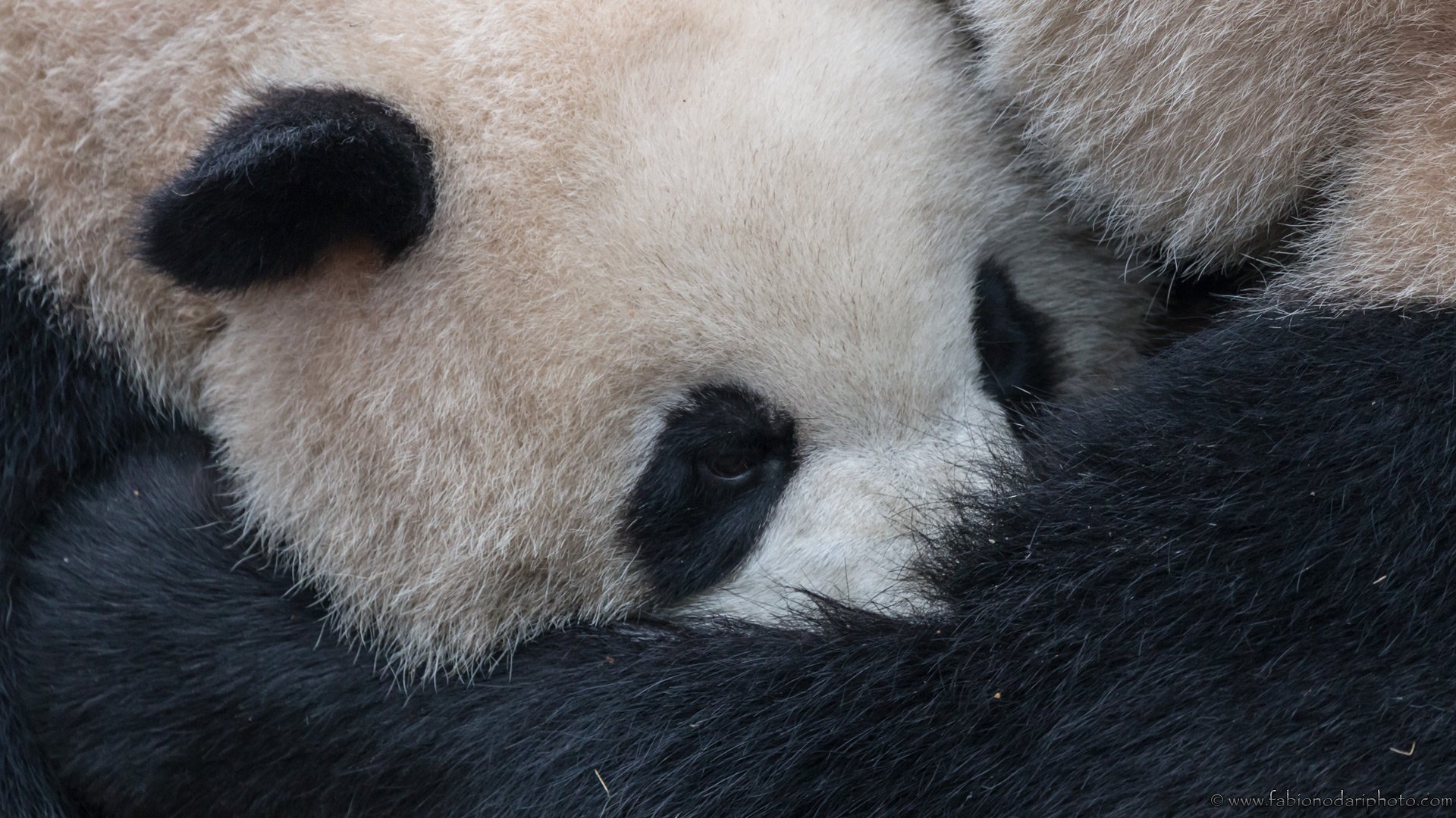 centro di ricerca sui panda a chengdu