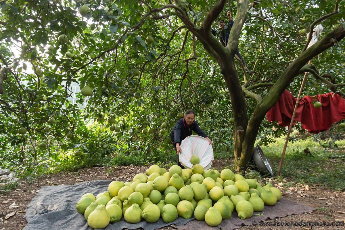 raccolta pomeli in guanxi guilin