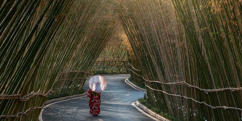bamboo grove china 1