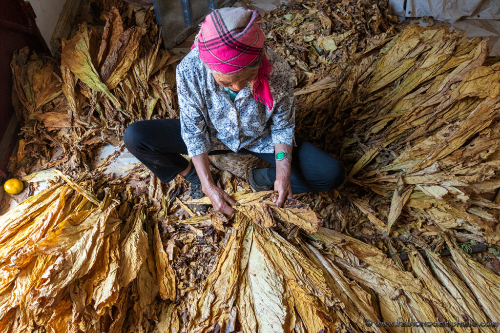 Tobacco processing in Yunnan China