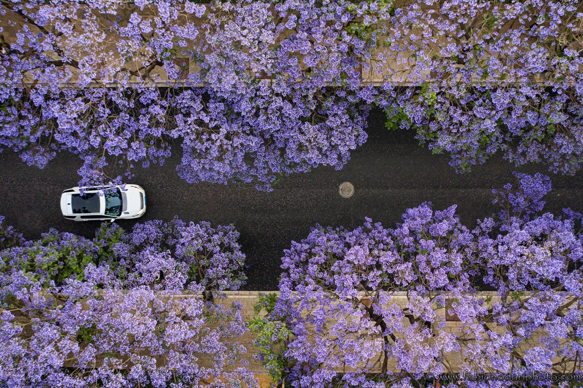 jacaranda blossom yunnan