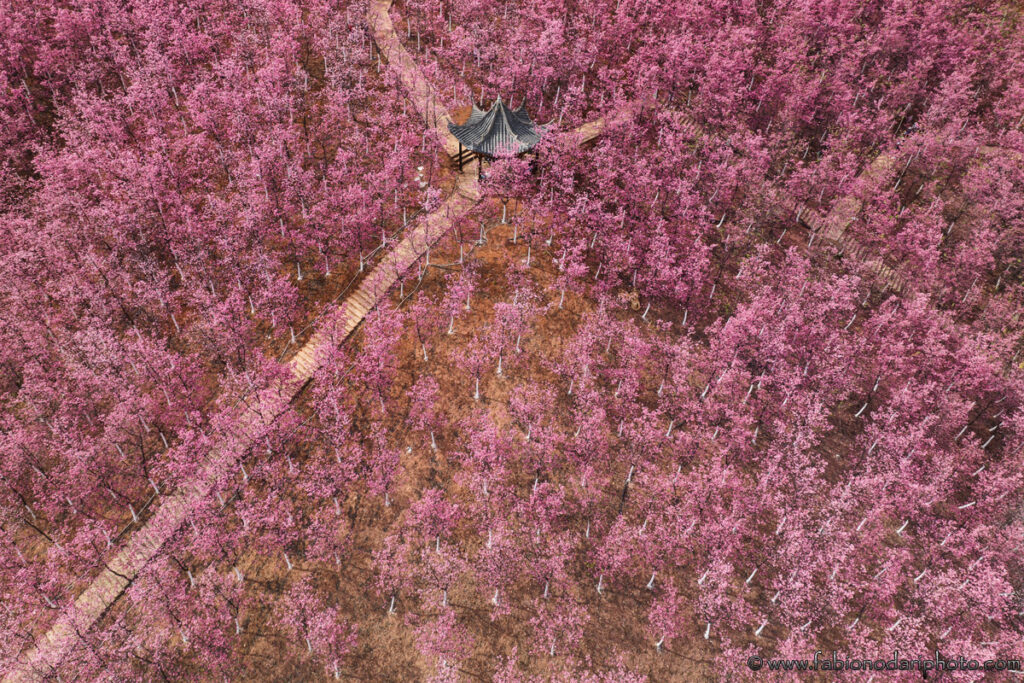 yiliang cherry blossom